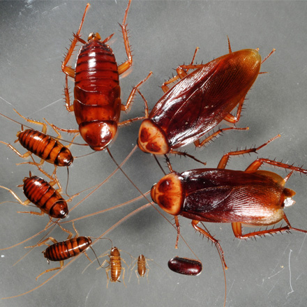 A Picture of various sizes of cockroaches