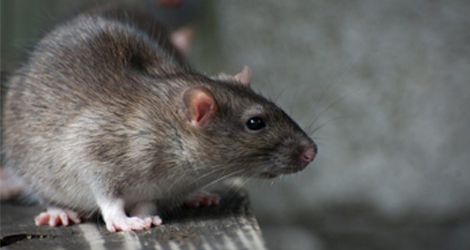 Rat and Mice Control KW Pest
