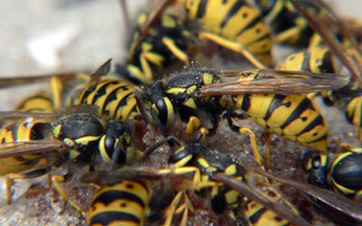 Must Read These 5 Amazing FAQs About Wasps