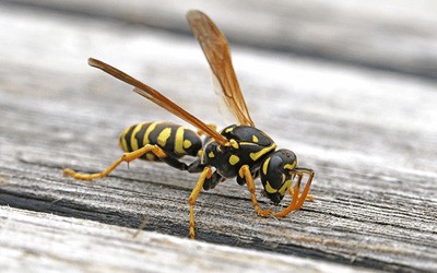 7 Tips To Keep The Bees, Wasps And Hornets At Bay