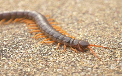 Centipede