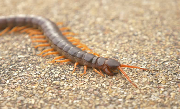 A large orange centipede