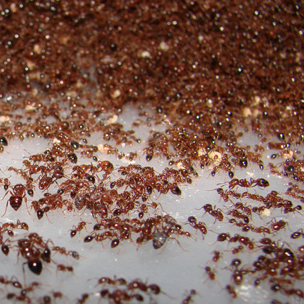 Ant Control and Extermination Services Kitchener, Waterloo, Cambridge and Guelph