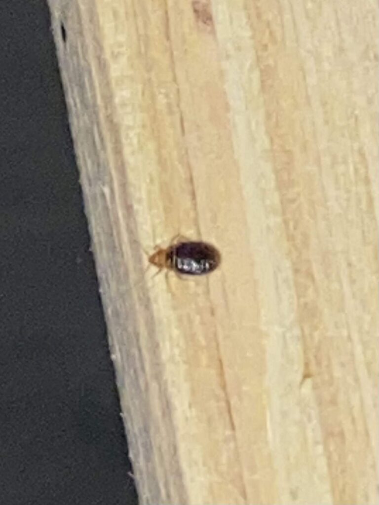 A picture of a bed bug on a wooden surface