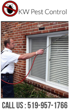 Call Kitchener Waterloo Pest Control Today