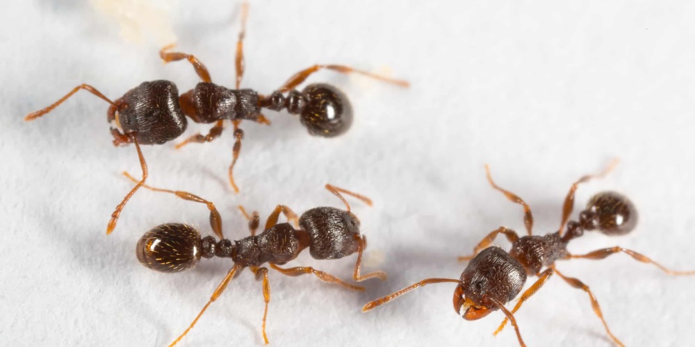 A picture of Pharaoh Ants