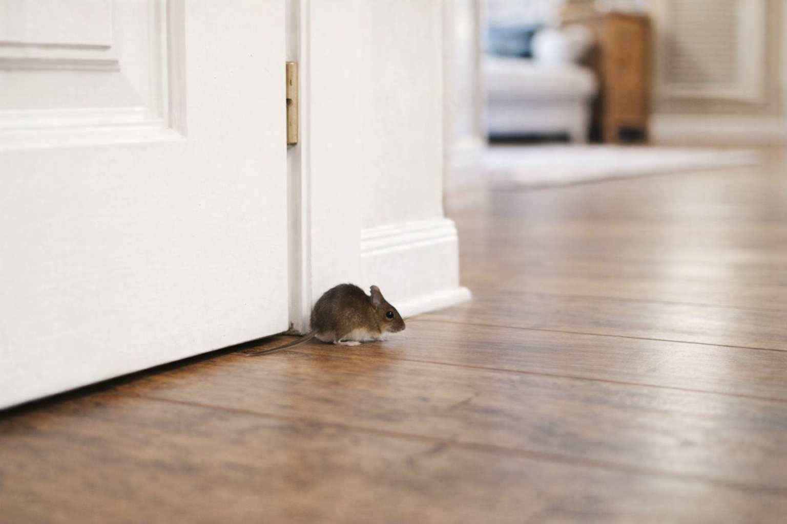 A mouse in the living room of a house.