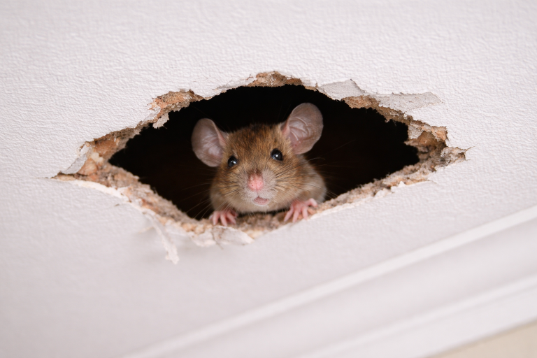A mouse peeks through a hole in the ceiling.