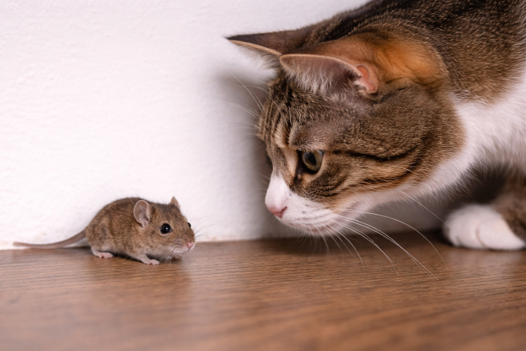 A cat looks at a mouse inside a house.