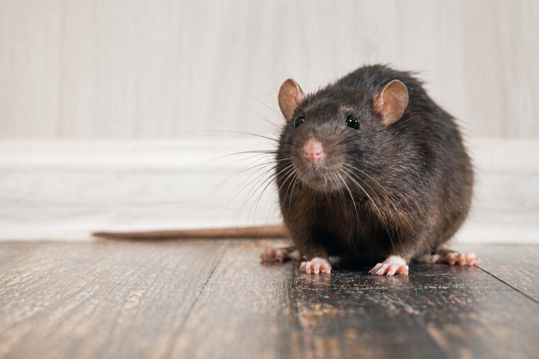 A mouse on the floor of a house.