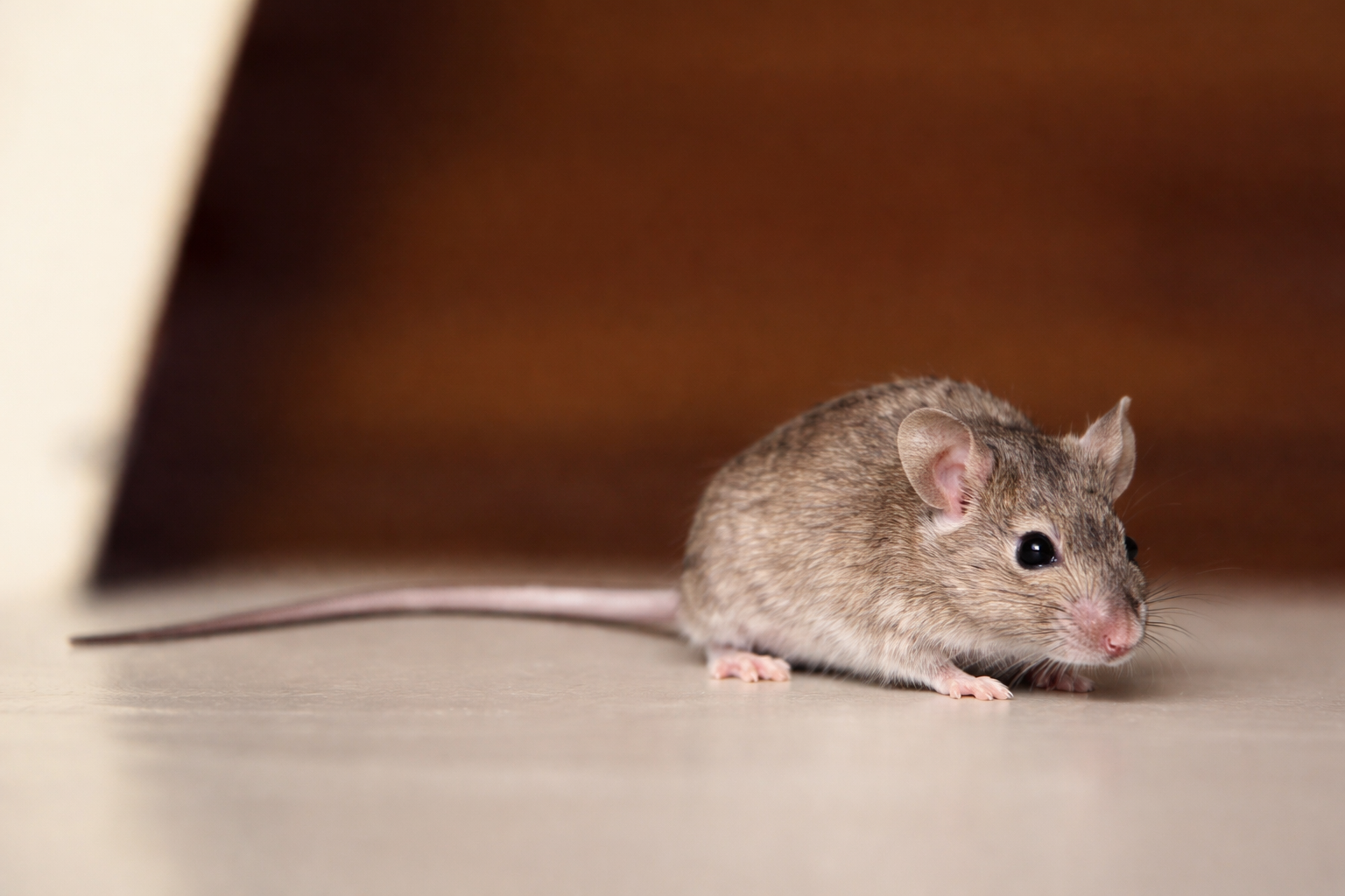 A mouse on the floor of a house.