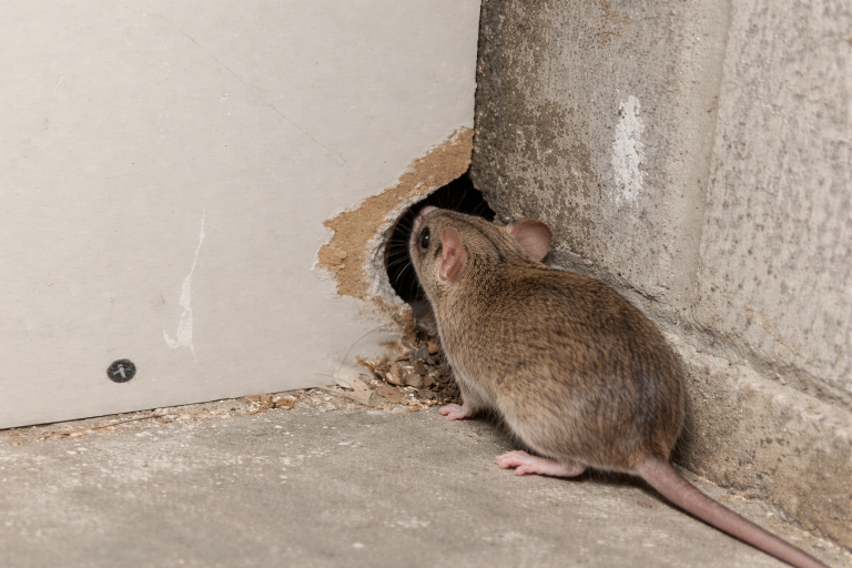 A mouse investigates a hole in a wall.