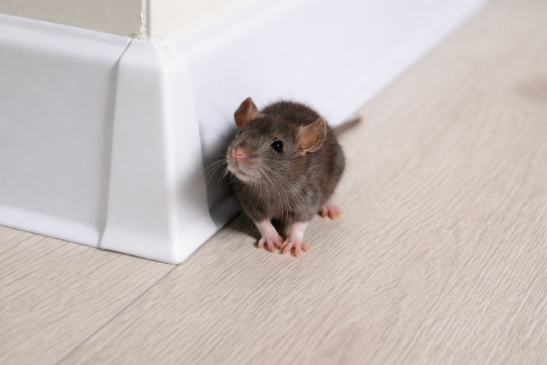 A mouse standing beside the baseboard of a house.
