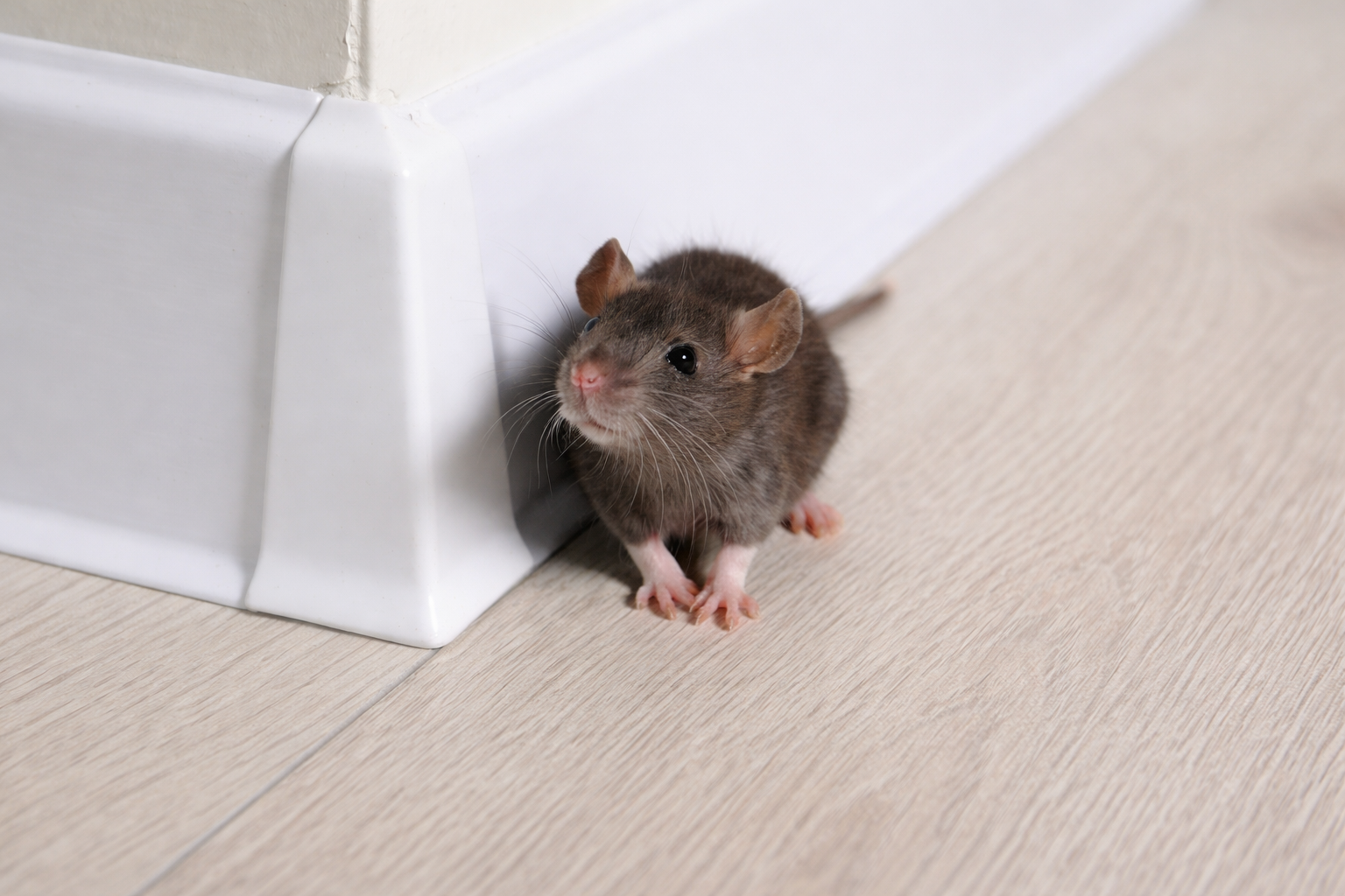 Mouse Removal in Cambridge: What Homeowners Need to Know