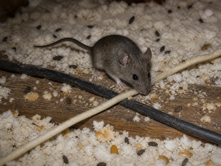 A mouse chewing on a wire.