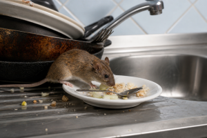 A mouse walking along dirty dishes beside a kitchen sink.