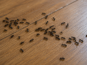 A cluster of ants on the floor of a living room.