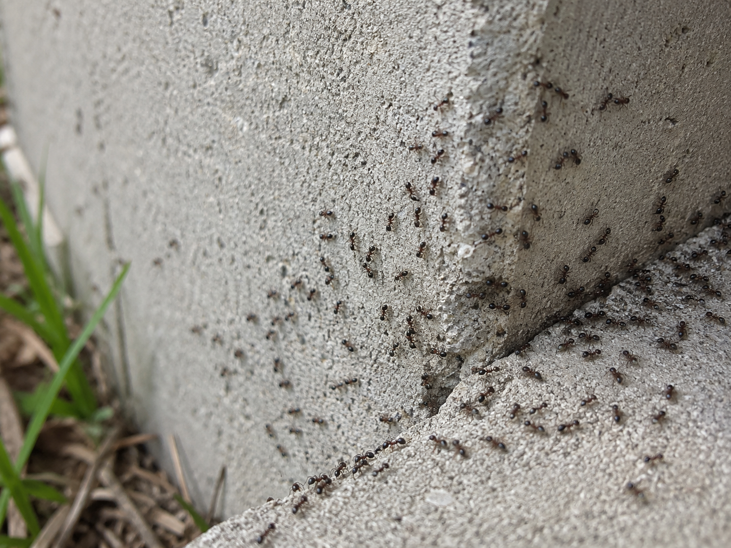 A colony of ants crawling along the exterior foundation of a house.