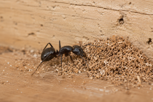 A carpenter ant creating frass as it chews on a wooden beam.