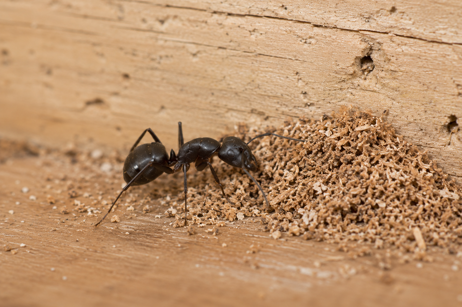 Indoor vs Outdoor Ant Problems Explained