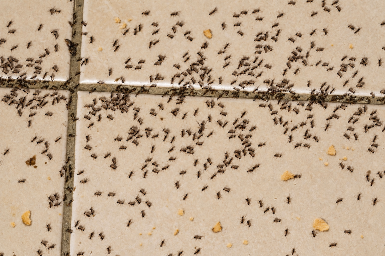 A large group of ants on a kitchen floor, with crumbs of food scattered throughout.