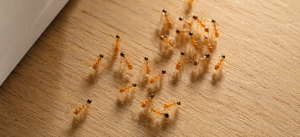 A cluster of pharaoh ants gathered together on the floor.