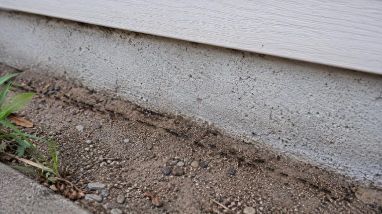 A trail of ants walking alongside the foundation of a house.