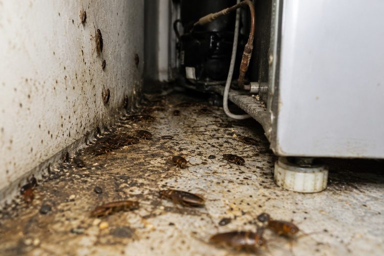 An infestation of cockroaches behind a fridge.