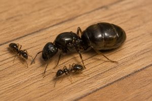 A queen ant beside two worker ants.