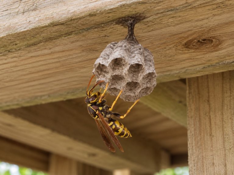 A wasp building a deck underneath a deck.