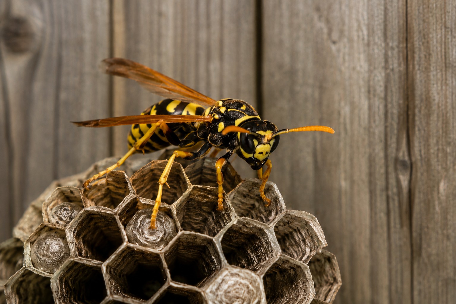 Why Wasps Are Aggressive in Late Summer