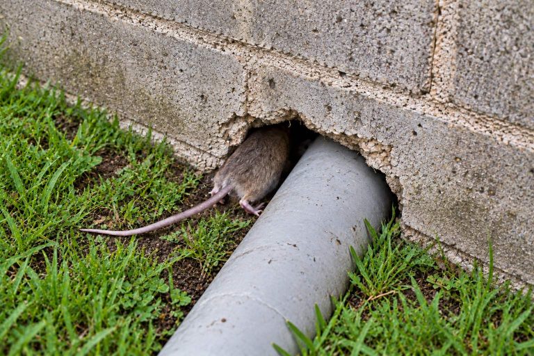 A rat entering a house through a gap around a pipe.