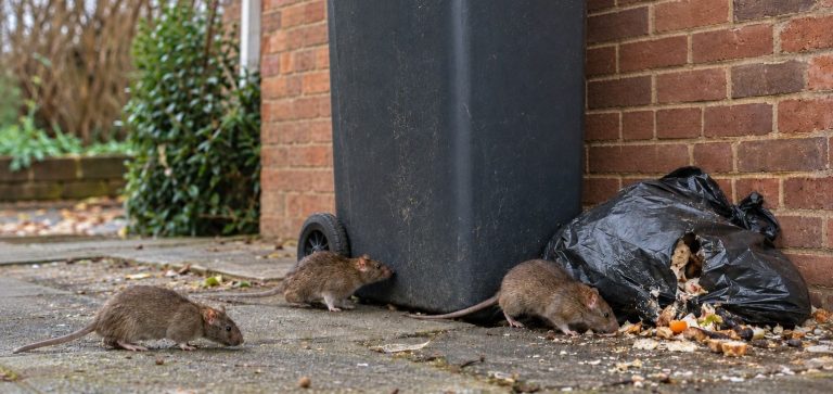 Rats foraging around loose garbage bags.