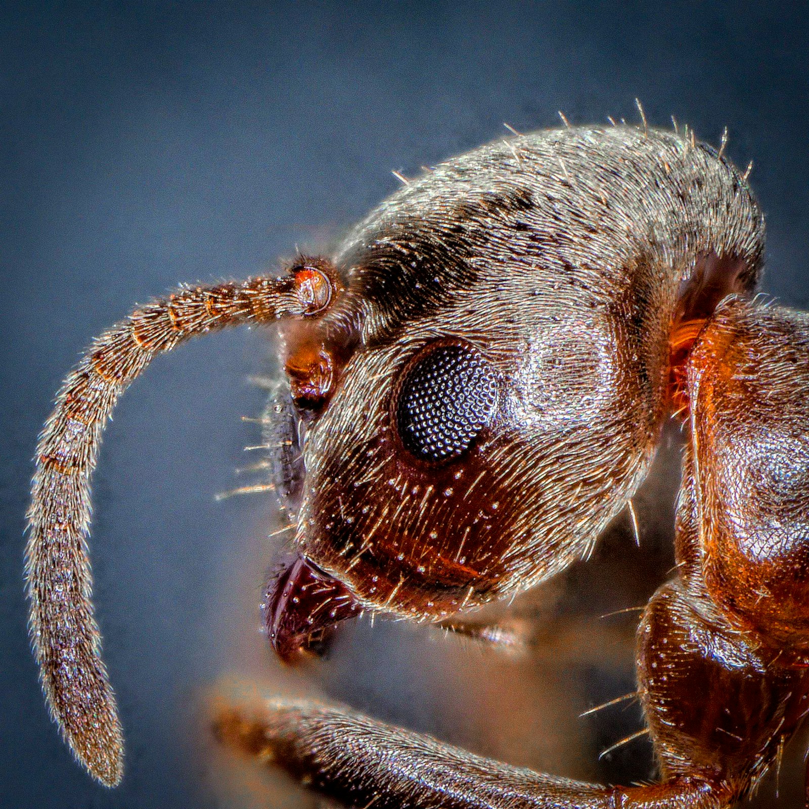 Ants