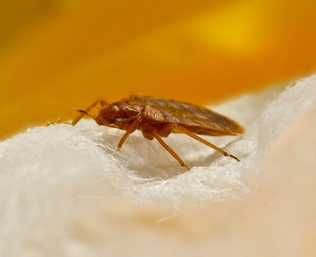 Fleas