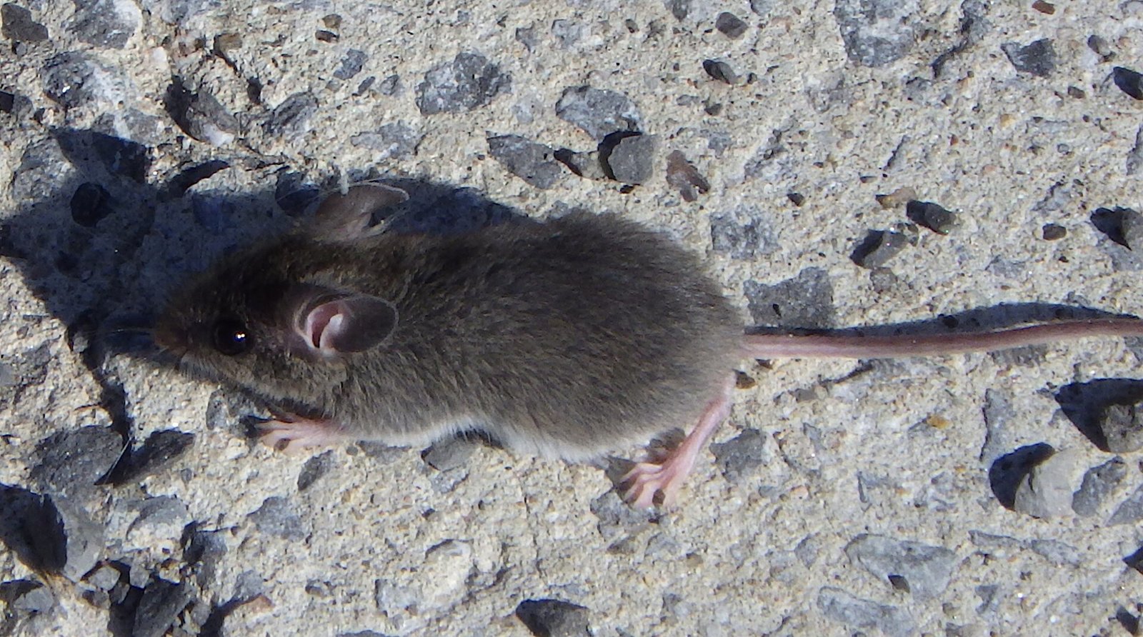 Mice and rats