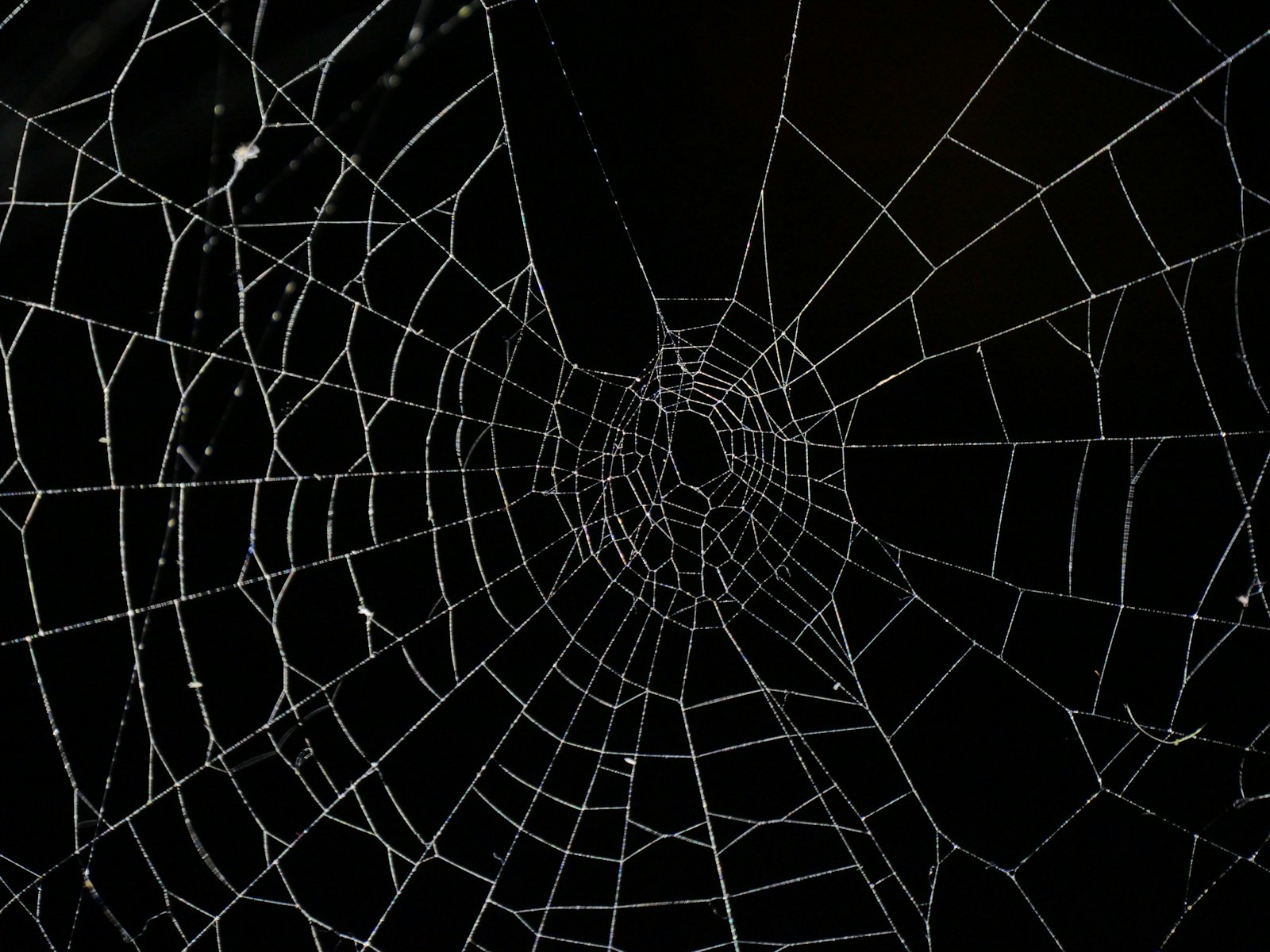 Spiders