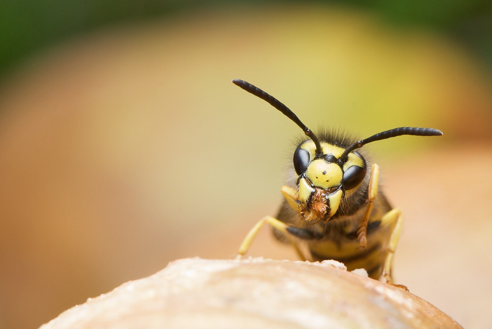 Wasps and bees